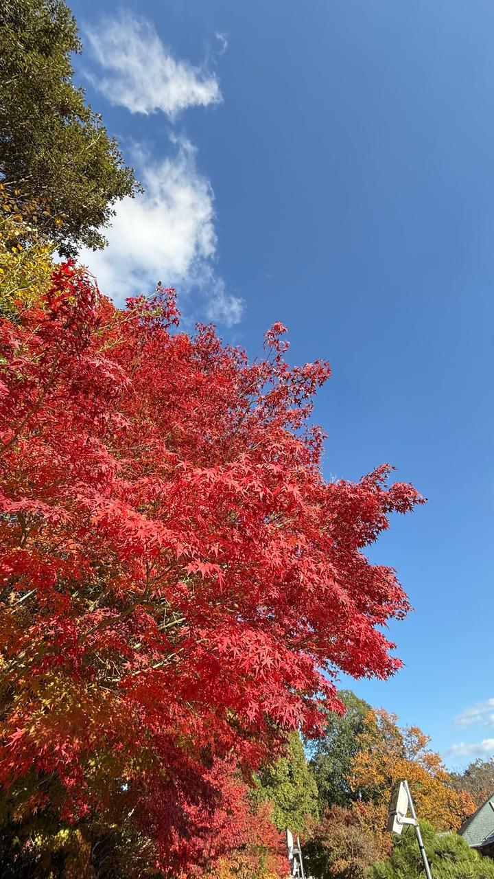 紅葉情報【2025】今見頃がわかる - ウェザーニュース