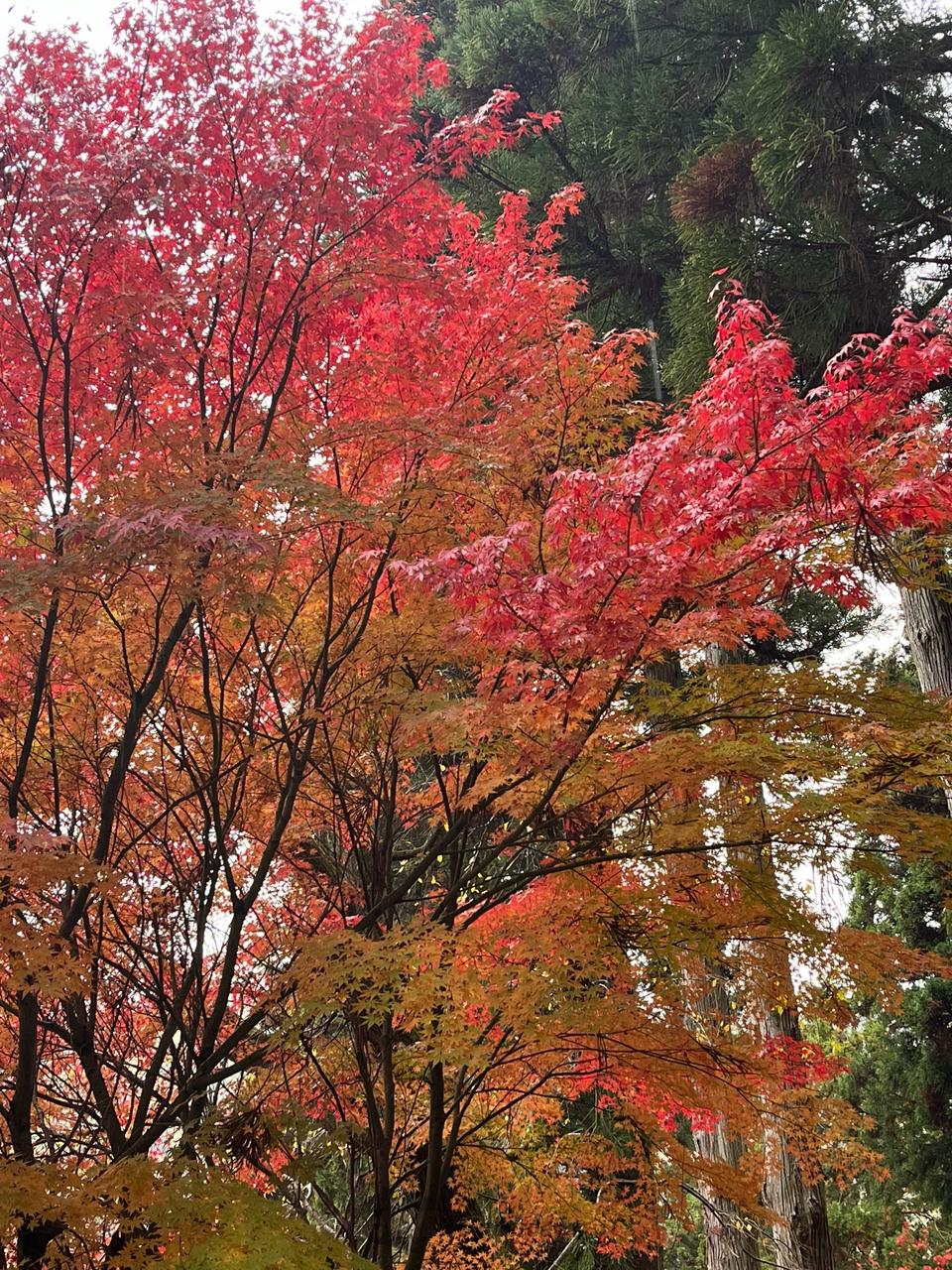 紅葉情報【2025】今見頃がわかる - ウェザーニュース