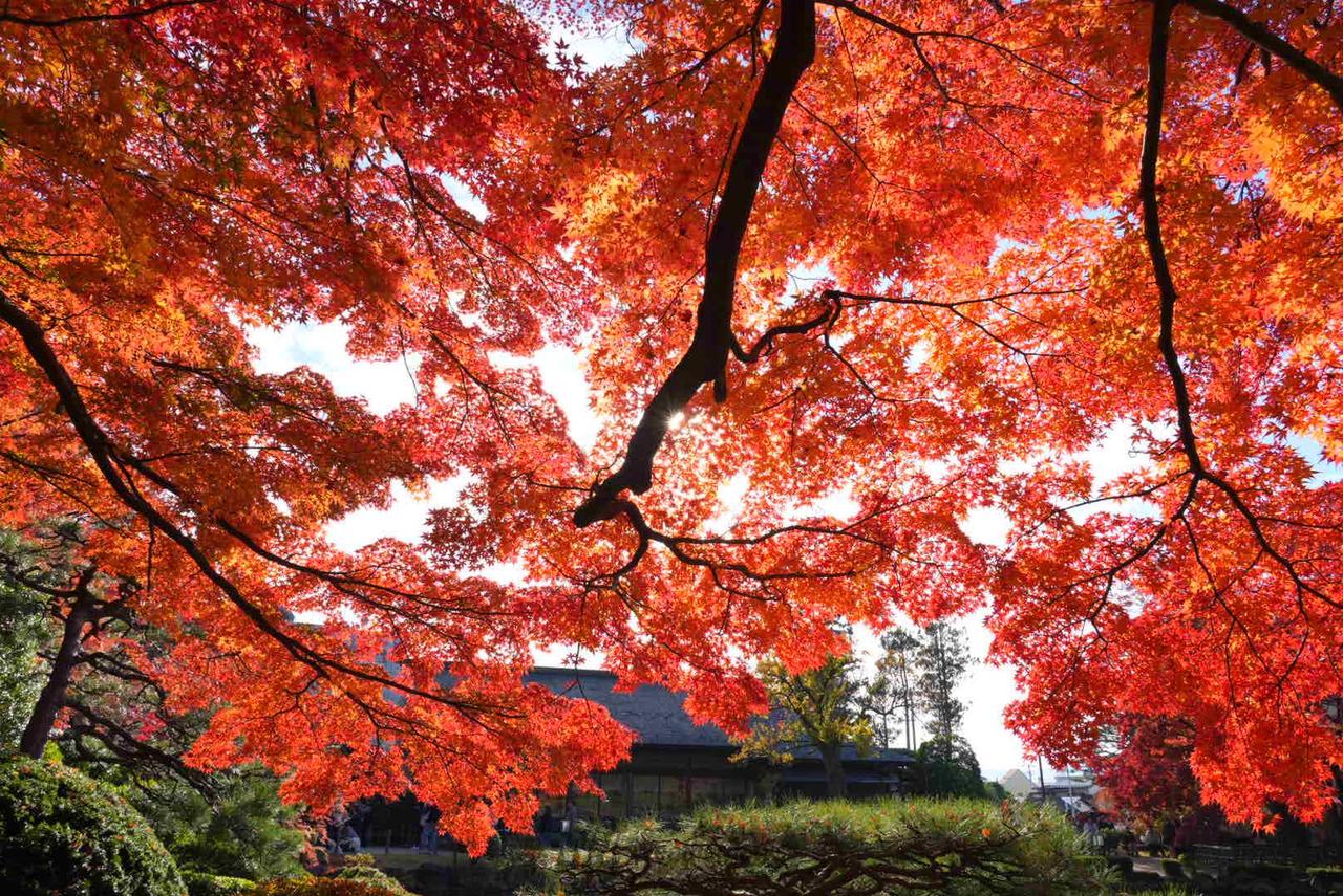 もみじ公園の紅葉情報【2025】 - ウェザーニュース