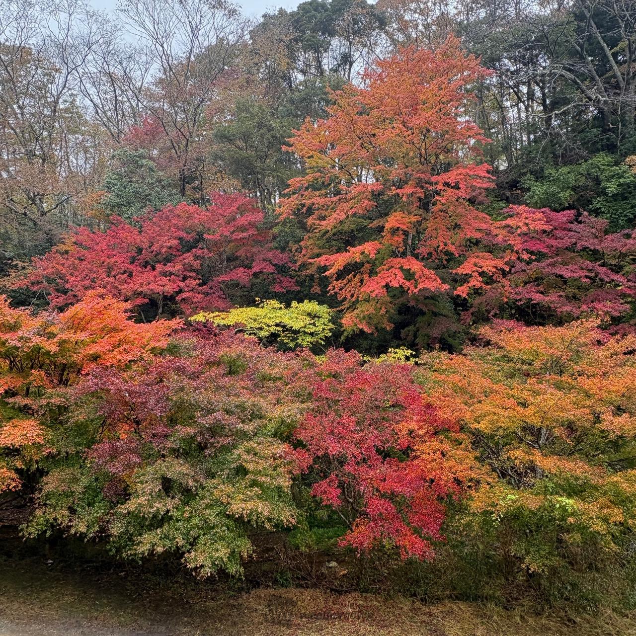 養老渓谷(筒森もみじ谷)(chiba)の紅葉見頃情報 - 紅葉Ch. | dメニュー天気
