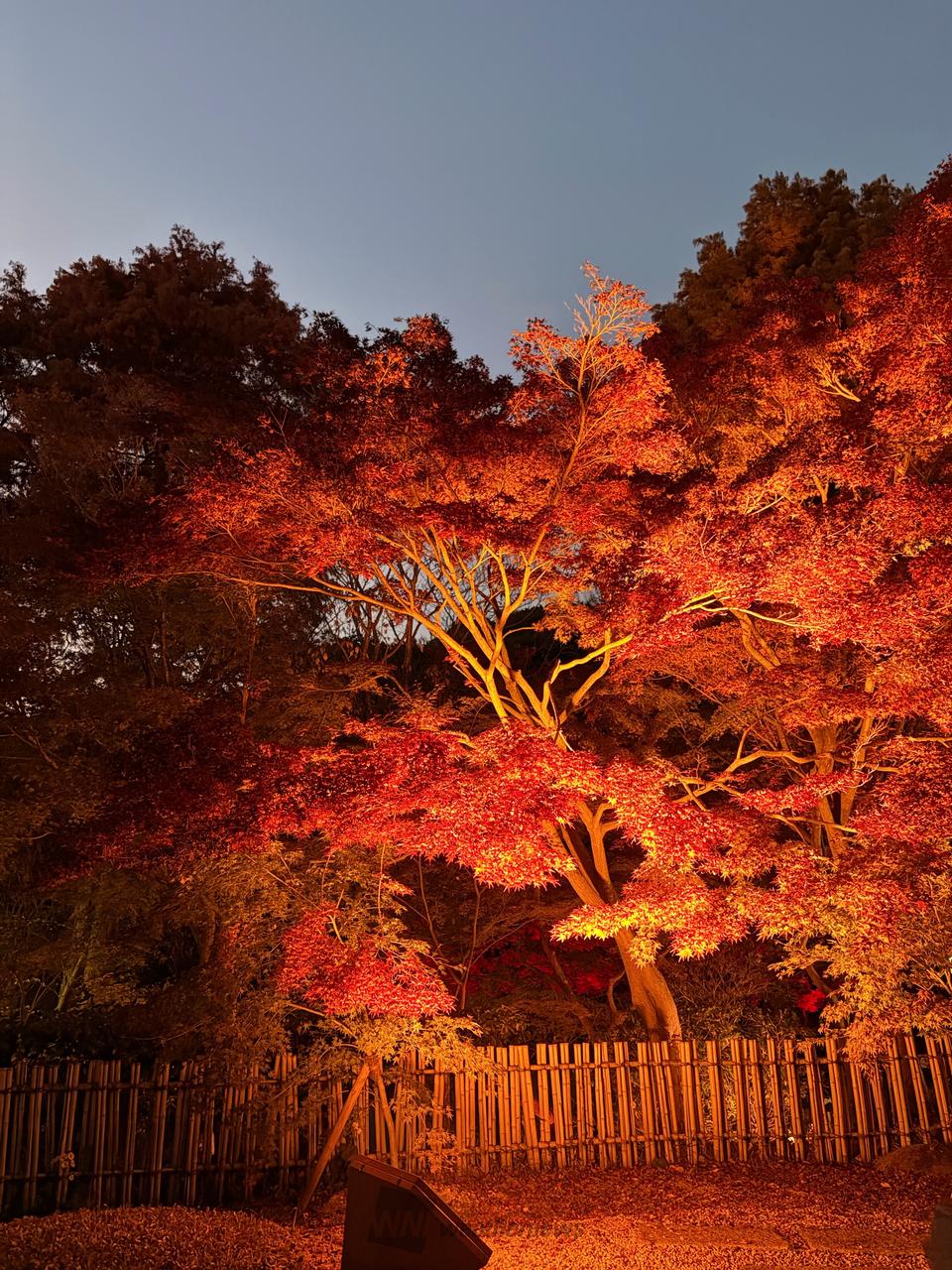 紅葉情報【2025】今見頃がわかる - ウェザーニュース