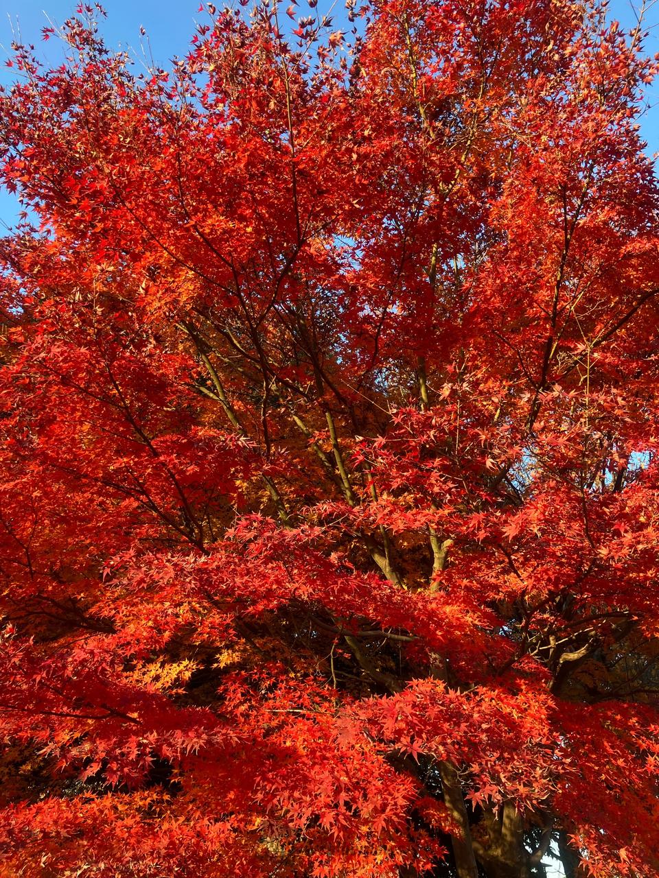 もみじ平総合公園の紅葉情報【2025】 - ウェザーニュース