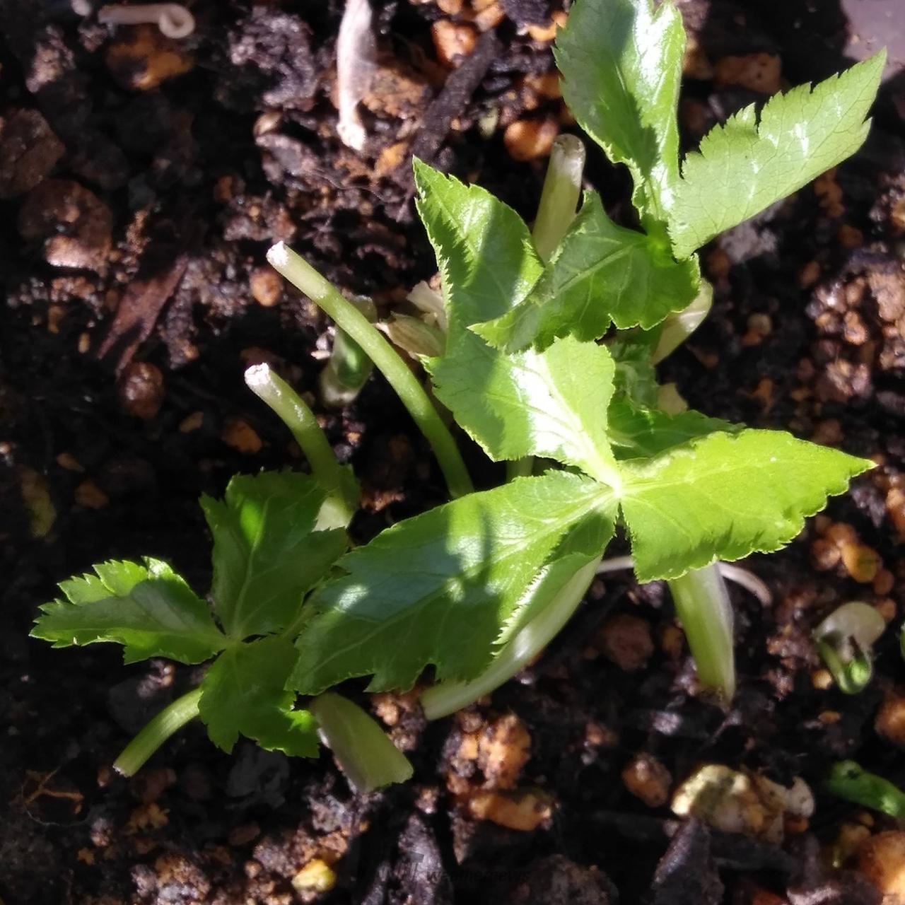 根付きの三つ葉を土に。 新葉が登場＼(^ | 福島県福島市 | *ハナ