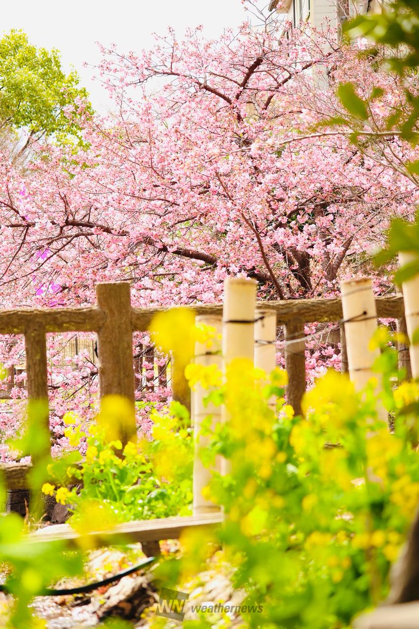 花見・桜名所【2026】｜さくら開花情報 - ウェザーニュース - ウェザー